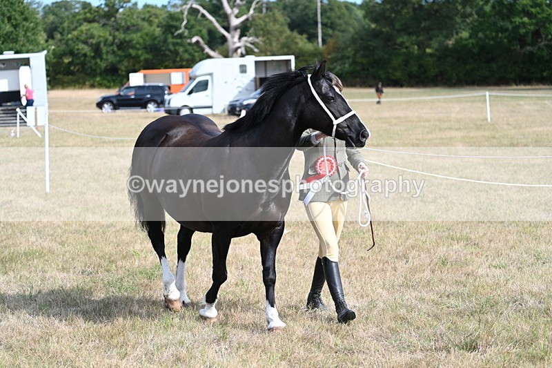 WJ7_8040 - In-hand Championship