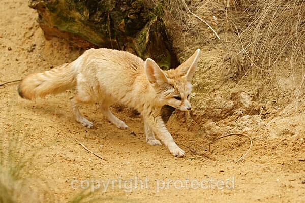 Fennec Fox - African Wildlife