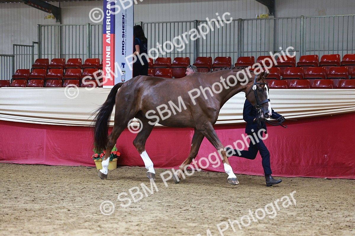 SBM_23058 - Class 903 - Supreme Final - IH Pre Vet