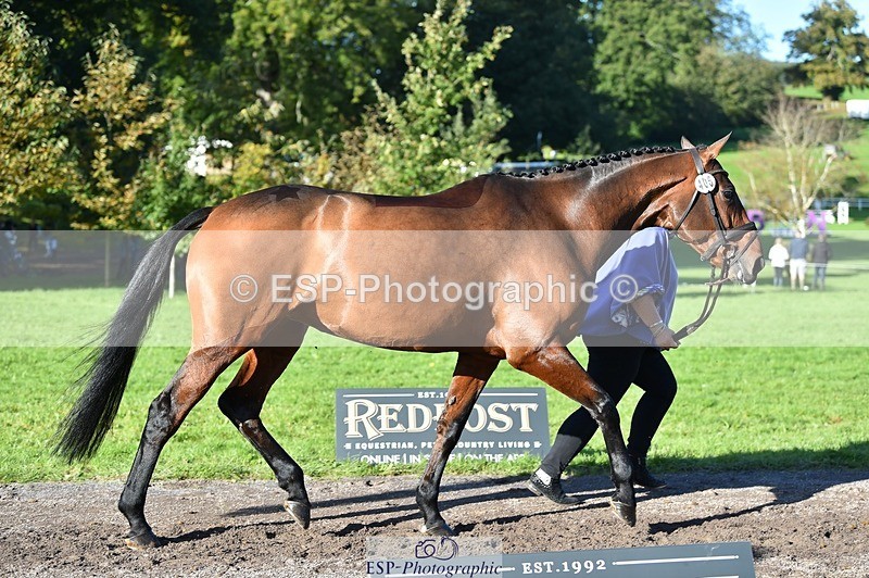 231022-105614-23600 - 406-BALLYCREEN.MILADY-Georgina.Brown-TrotUp+SJ