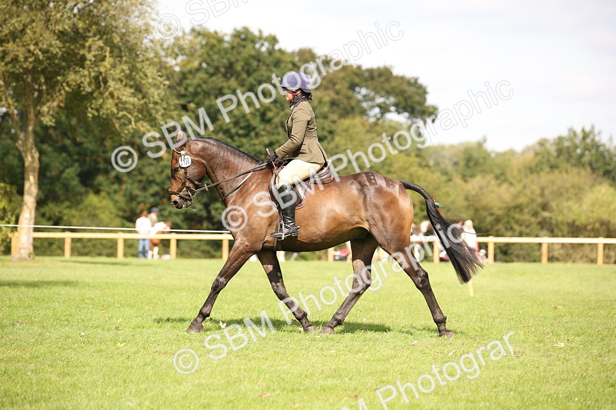 SBM_65940 - S64 - Riding Horse & Hack & Thoroughbred Ridden