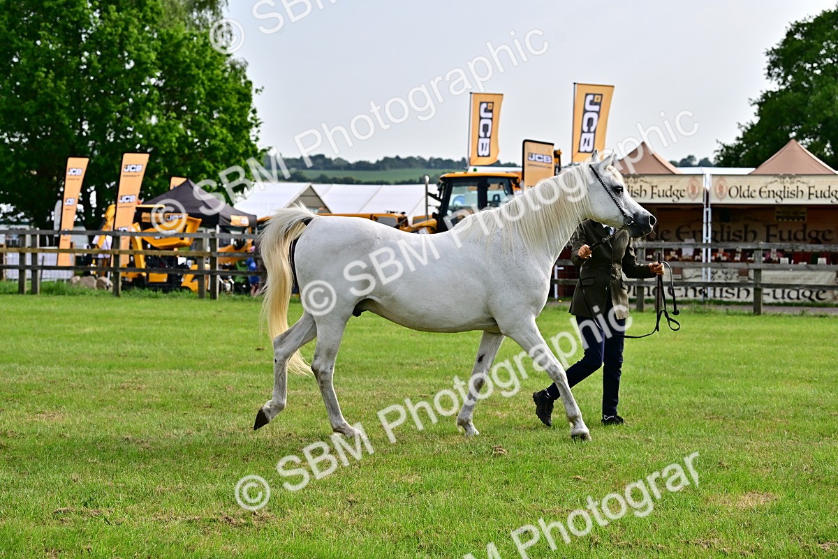 SBM_00036 - Class 46-49 - Arab and Part Bed-Anglo Arab In Hand