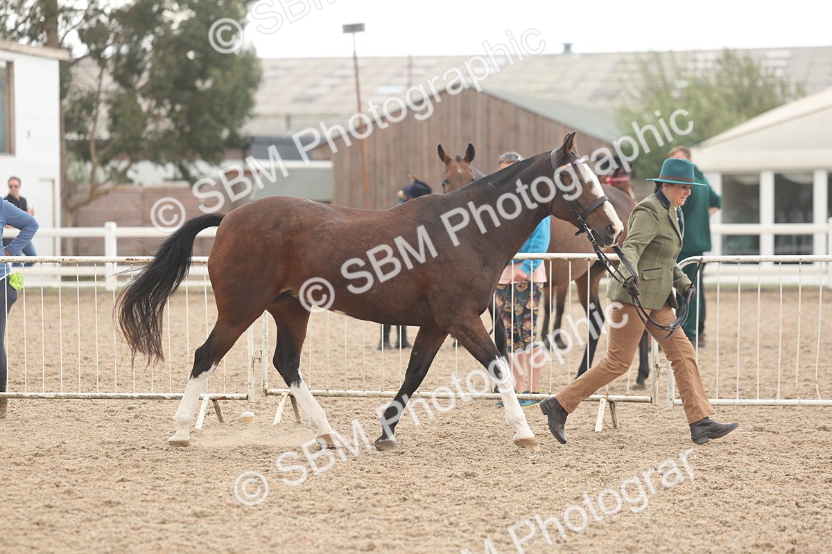 SBM_07612 - Class 26 - IH Foreign Breeds - Part Bred