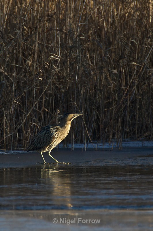 Bittern reflection in the morning sun - Bittern