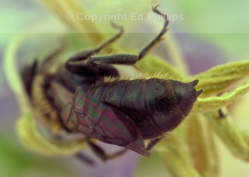 Chelostoma campanularum (m)