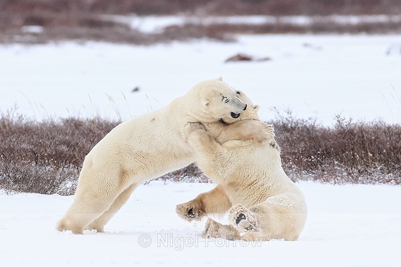 Male Polar Bears wrestling, Churchill, Canada - Polar Bear