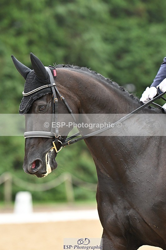 240811-115657-05304 - 118-Katie.Kneen-Springtime.Evergreen