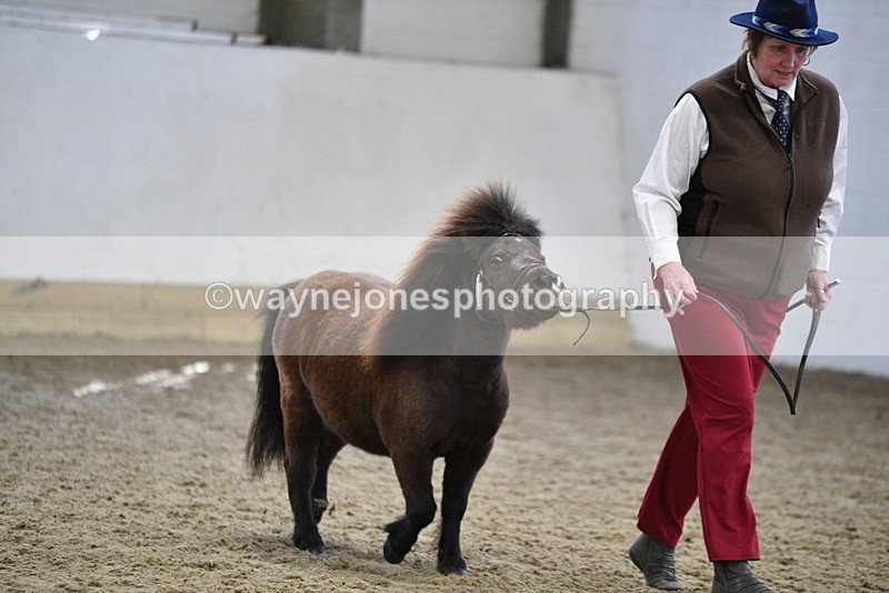 WJ5_5462 - Class 4 In hand M&M - small breeds