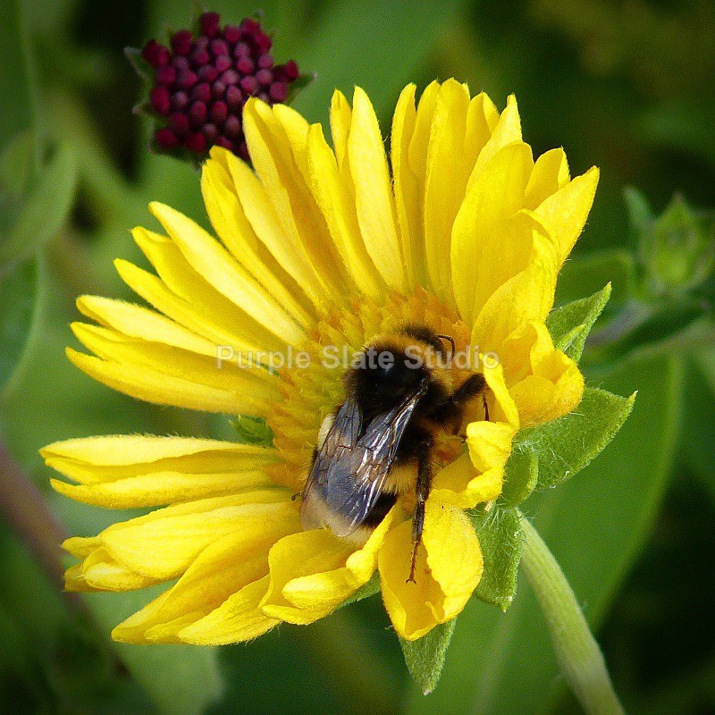 Purple Slate Studio: Busy Bee