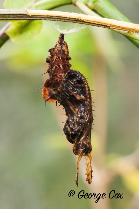 Zebra Longwing Chrysalis (Heliconius charithonia)