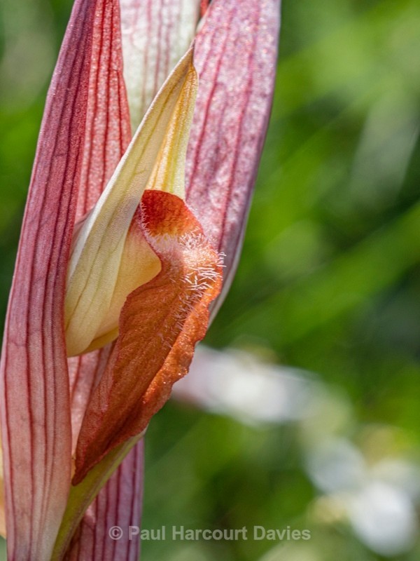 Eastern serapias (Serapias orientalis) - Gargano - Wild Orchids