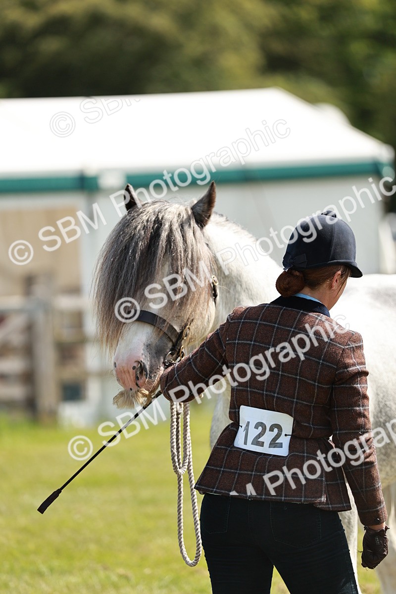 SBM_08667 - Class 63-65 - Traditional Gypsy Cobs In Hand & Ridden