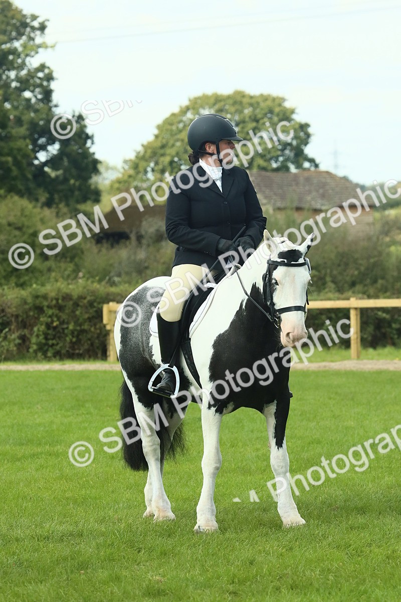 SBM_66426 - S34 - Rehabilitated Rescue Horse & Pony In Hand & Ridden