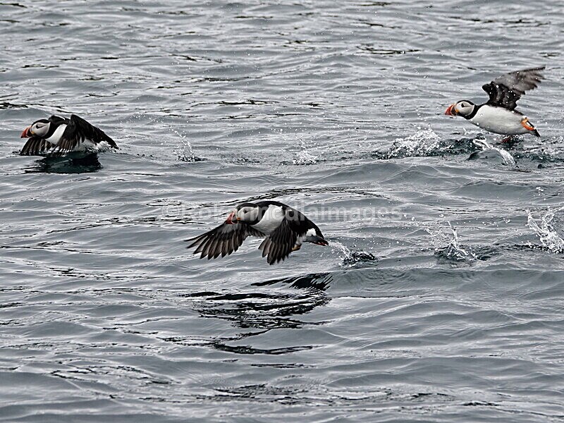 DSC00211 - Skomer 2019