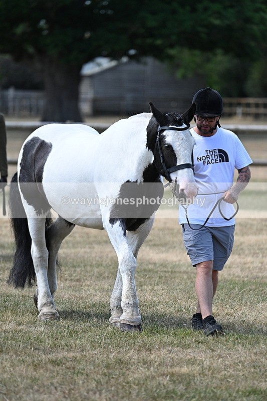WJ7_2307 - Class 5a Most Handsome Gelding in hand (above 14.2hh)