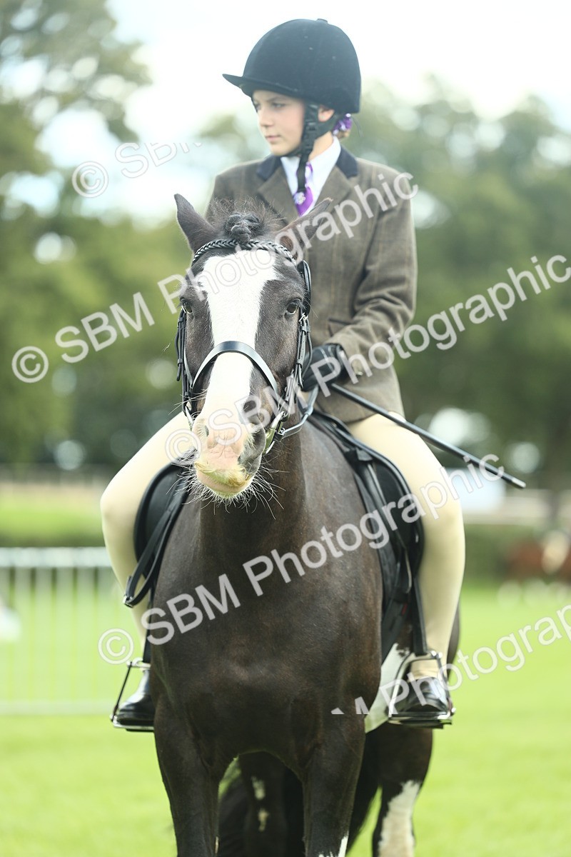 SBM_42170 - S29 - Novice & Newcomers Working Hunter Pony