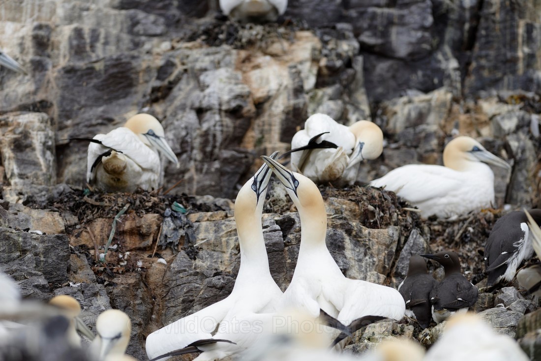 Gannets_0004 - Bass Rock