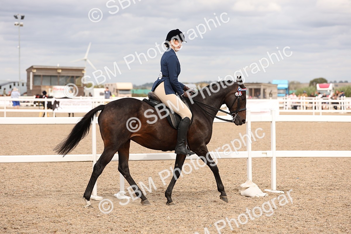SBM_17391 - Class 214 - Ridden Hack Riding Horse