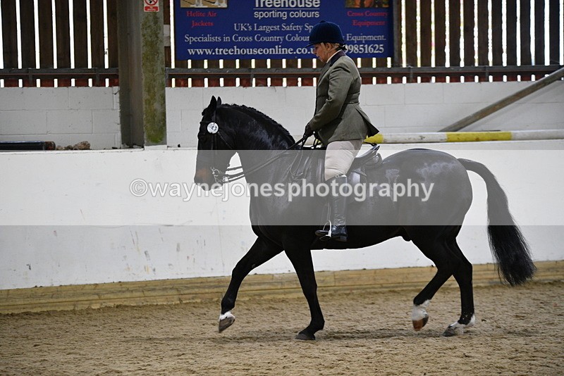 WJ5_7814 - Class 13 Ridden Part Breed