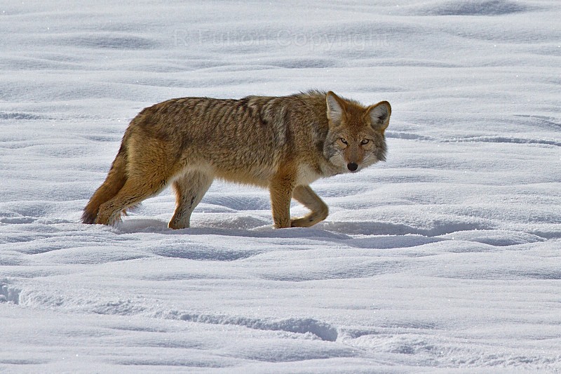 Coyote - Yellowstone