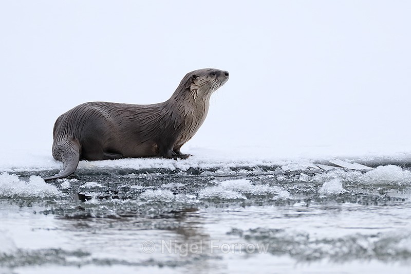 River Otter side view, Yellowstone National Park - Otter
