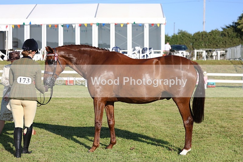 3E7A5138 - Class 1: Rising Star Small Hack/Riding Horses