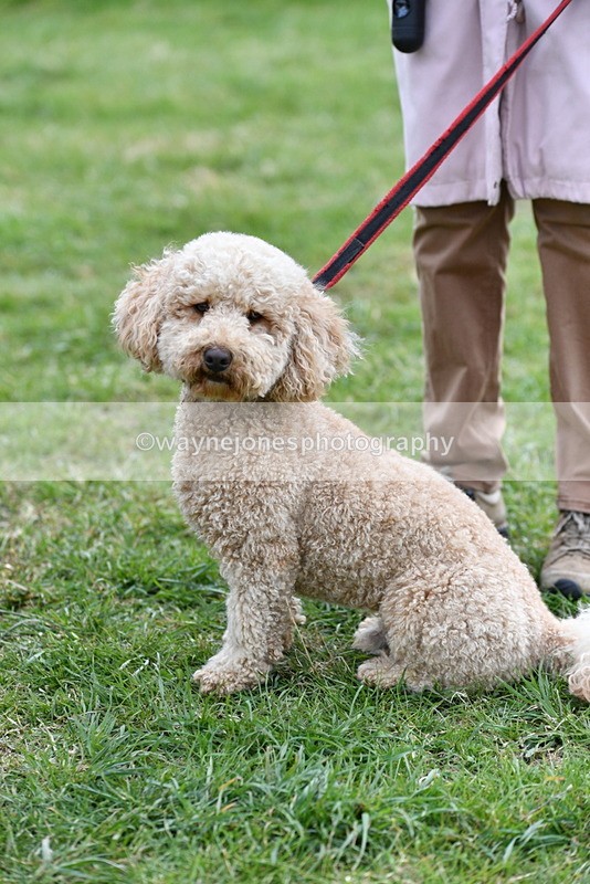 WJ5_9362 - Class 1 Best Cross Breed / Heniz 57