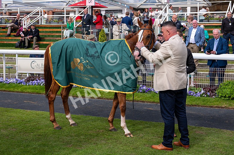 150526-Race 6-Fortification-3151 - Race 6 4.40pm Irish Thoroughbred Marketing Handicap