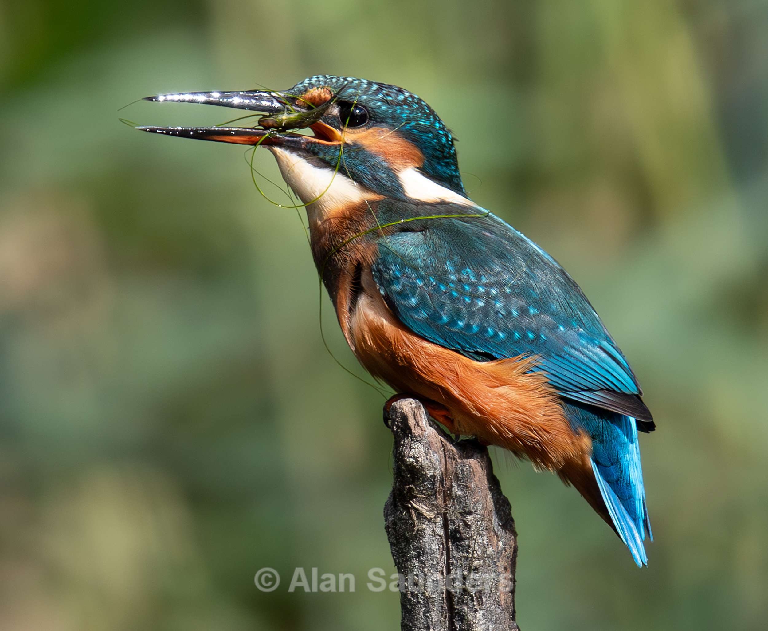 Common Kingfisher 13