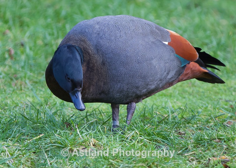 Astland Photography, Bird and Wildlife Images, Susan and Peter Wilson, U.K.
