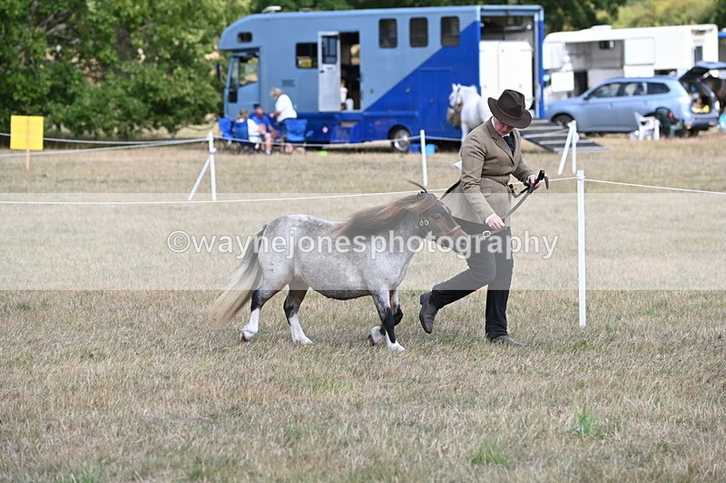WJ6_6847 - Class 21 Shetland & Mini Horses
