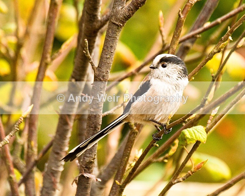 20071006-001 - Long-tail Tit