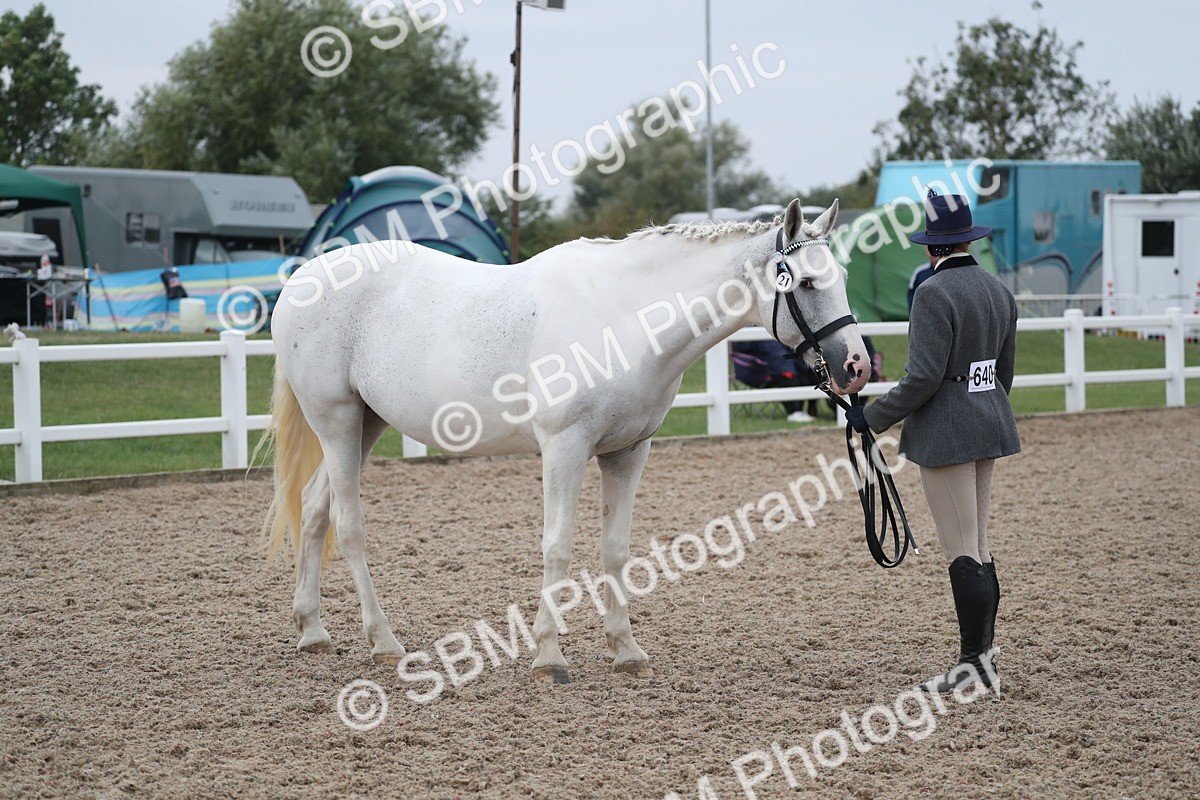 SBM_18397 - Class 318 IH Part bred Horse/Pony