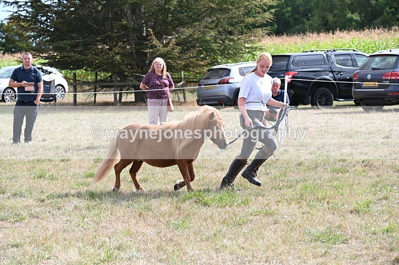 WJ6_6949 - Class 21 Shetland & Mini Horses