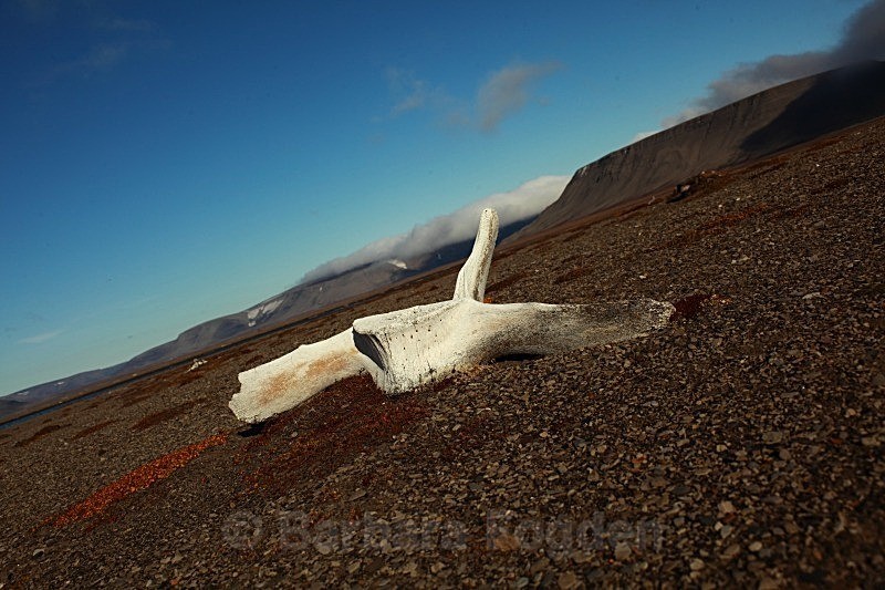 Whale vertibrae 9877 - Summer time