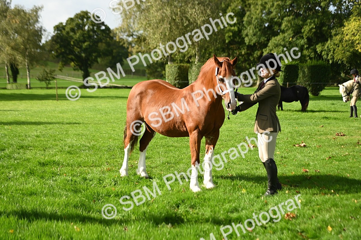SBM_15948 - S1 - TSR in Hand Horse & Pony Showing