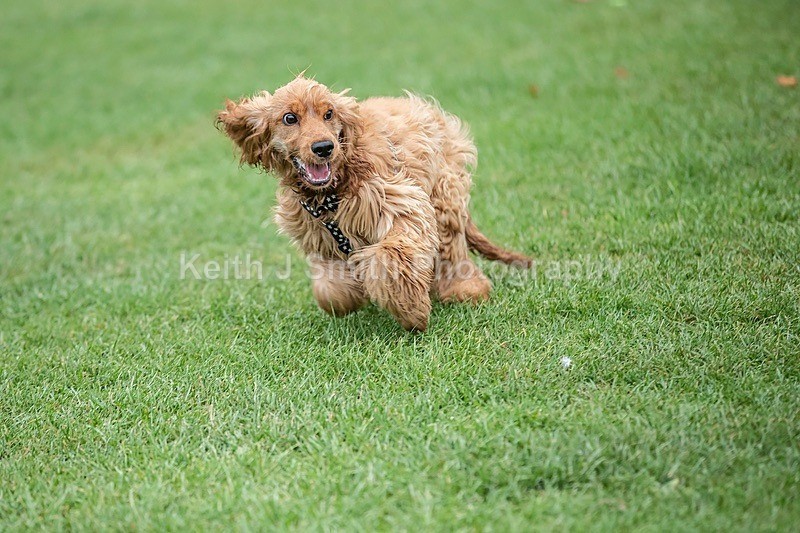 0KJS3706 - Dogs in Abington Park