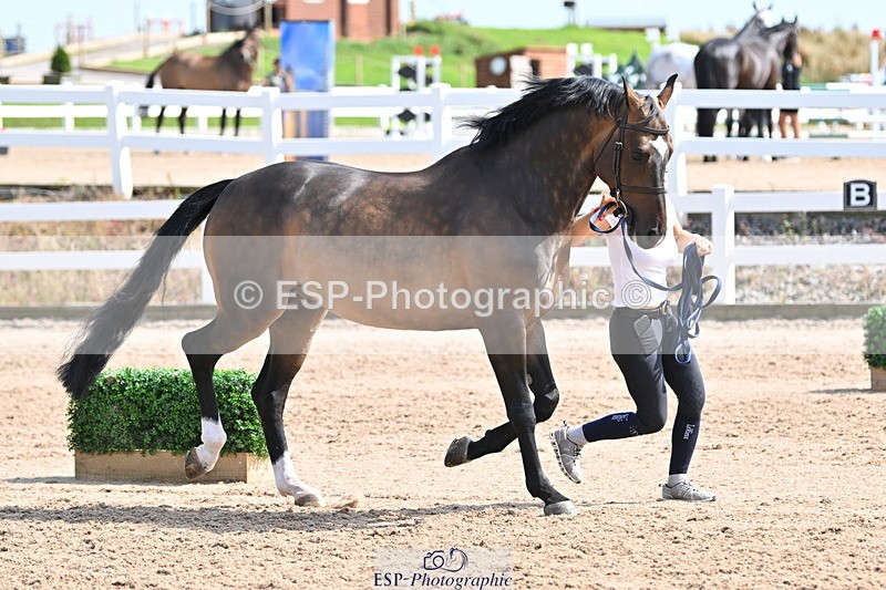 240717A-154616-03055 - Trot Up 3pm to 4pm