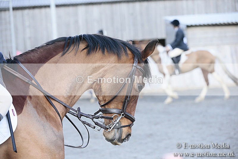 BVRC SJ 170319 365 - Bourne Valley Riding Club Showjumping 17/03/19