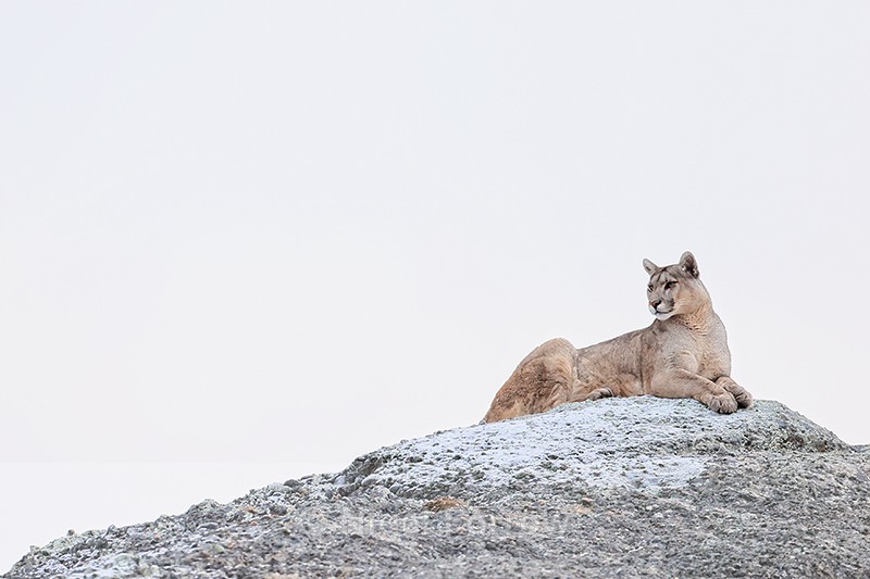 Puma Petaca atop frosty rock, high key, Torres del Paine, Chile - Puma