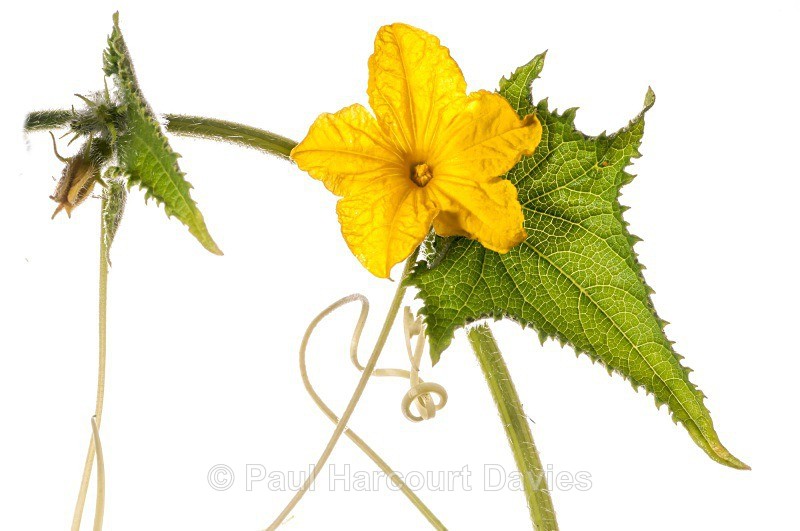 Cucumber (Cucumis sativus) MYN - Plants - WB