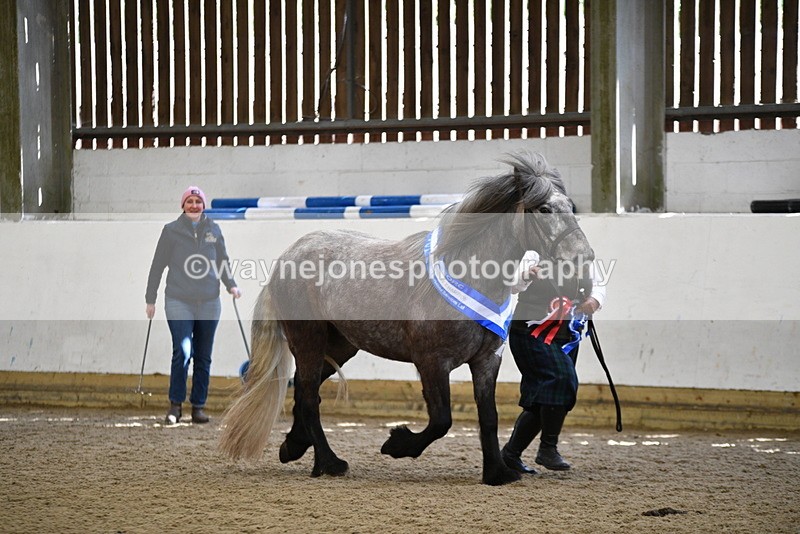 WJ5_5887 - Morning in hand Championship
