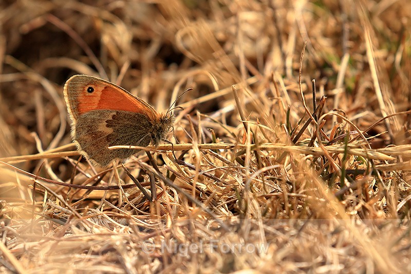Small Heath (female) back lit, resting on ground, Seacombe, Dorset - INSECTS