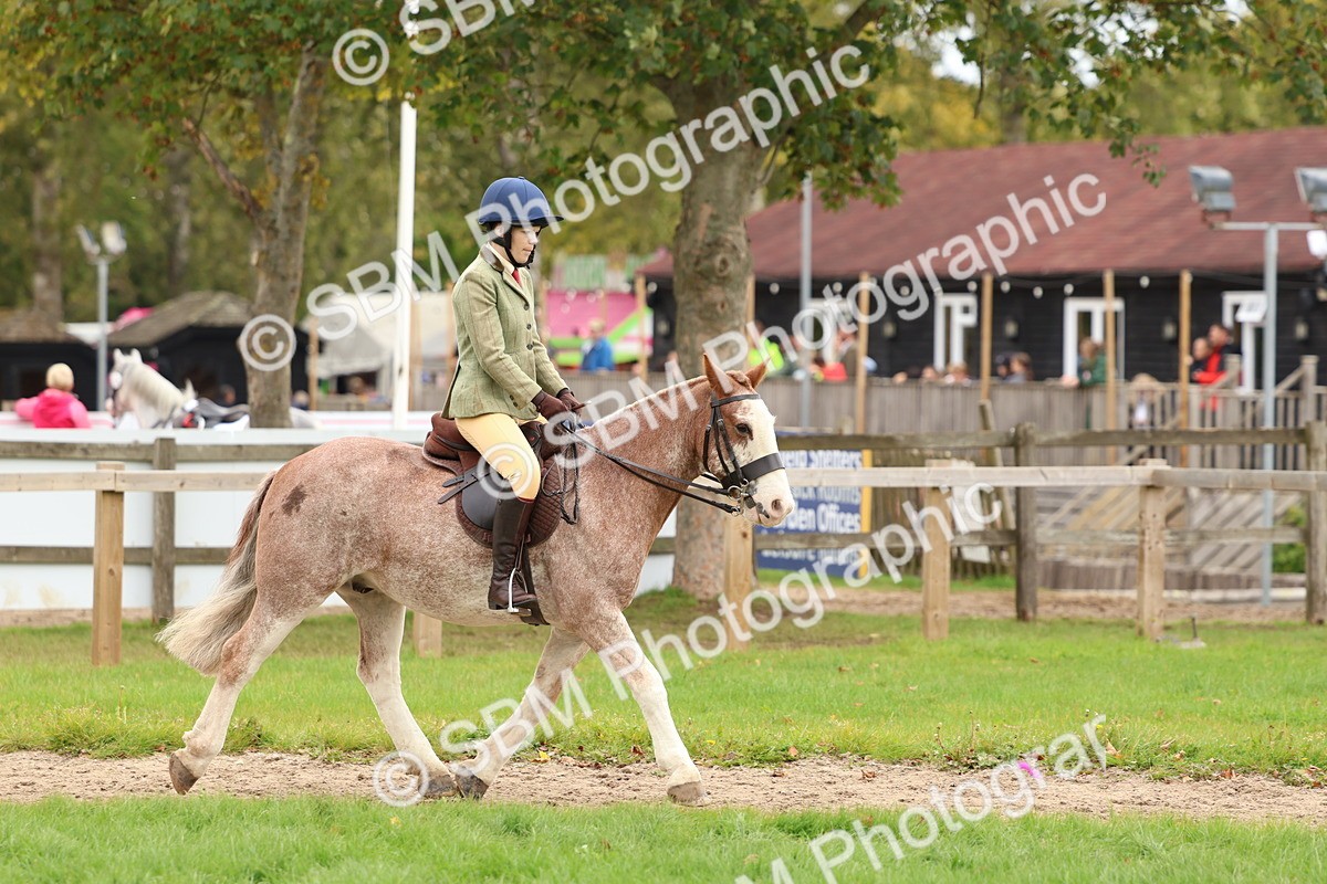 SBM_67520 - S60 - Mini Show Cob Ridden