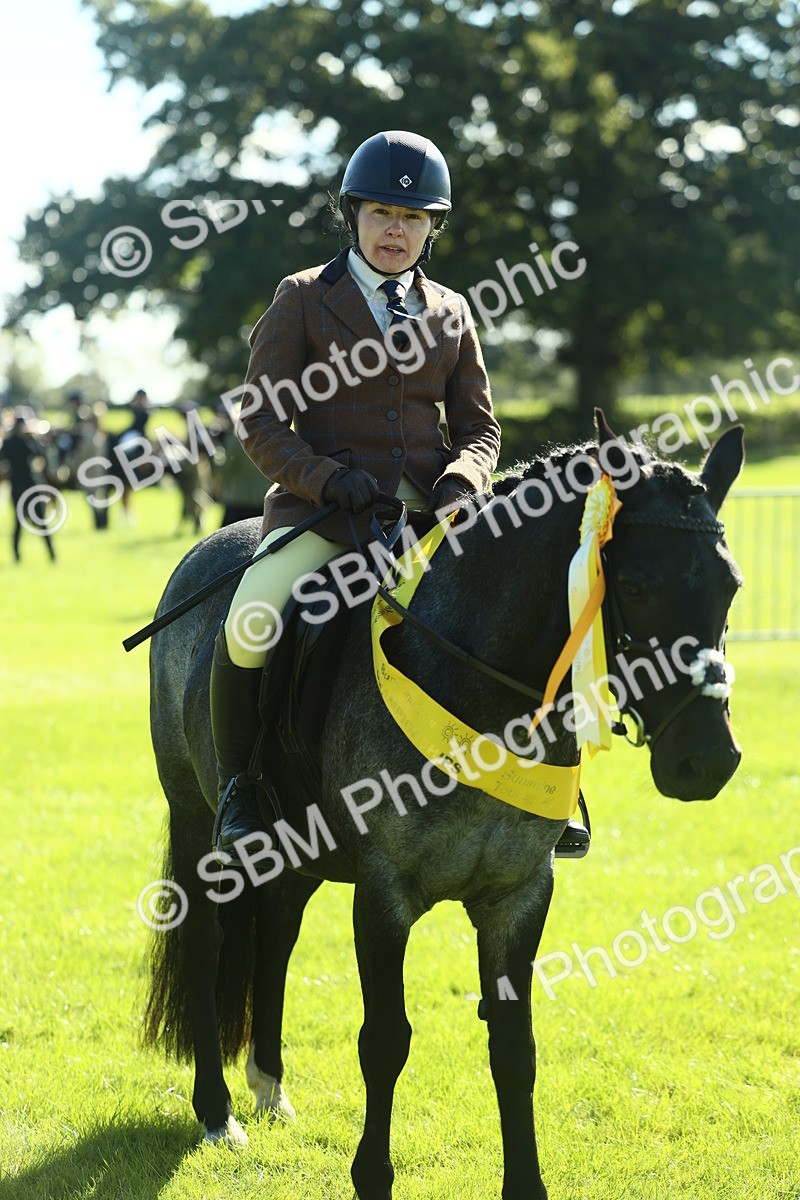 SBM_39096 - S29 - Novice & Newcomers Working Hunter Pony