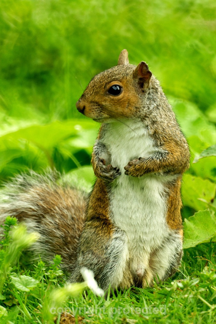 Grey Squirrel - Lincolnshire - Mammals