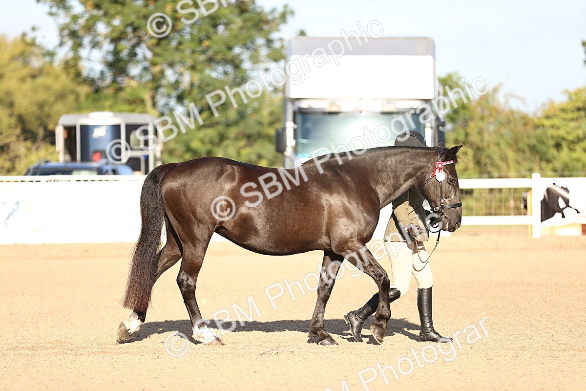 SBM_08306 - Class 401 - IH Veteran Horse