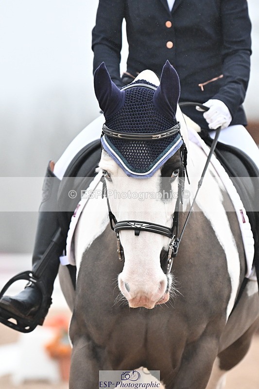 240217A-120911-02126 - 100-Gemma.Pine-Major.IV