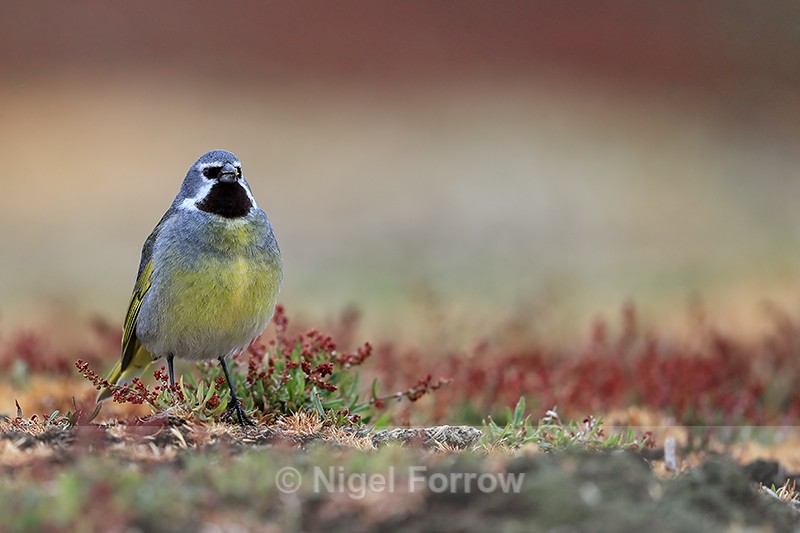 White-bridled Finch (male), upright stance, Falklands - White-bridled Finch