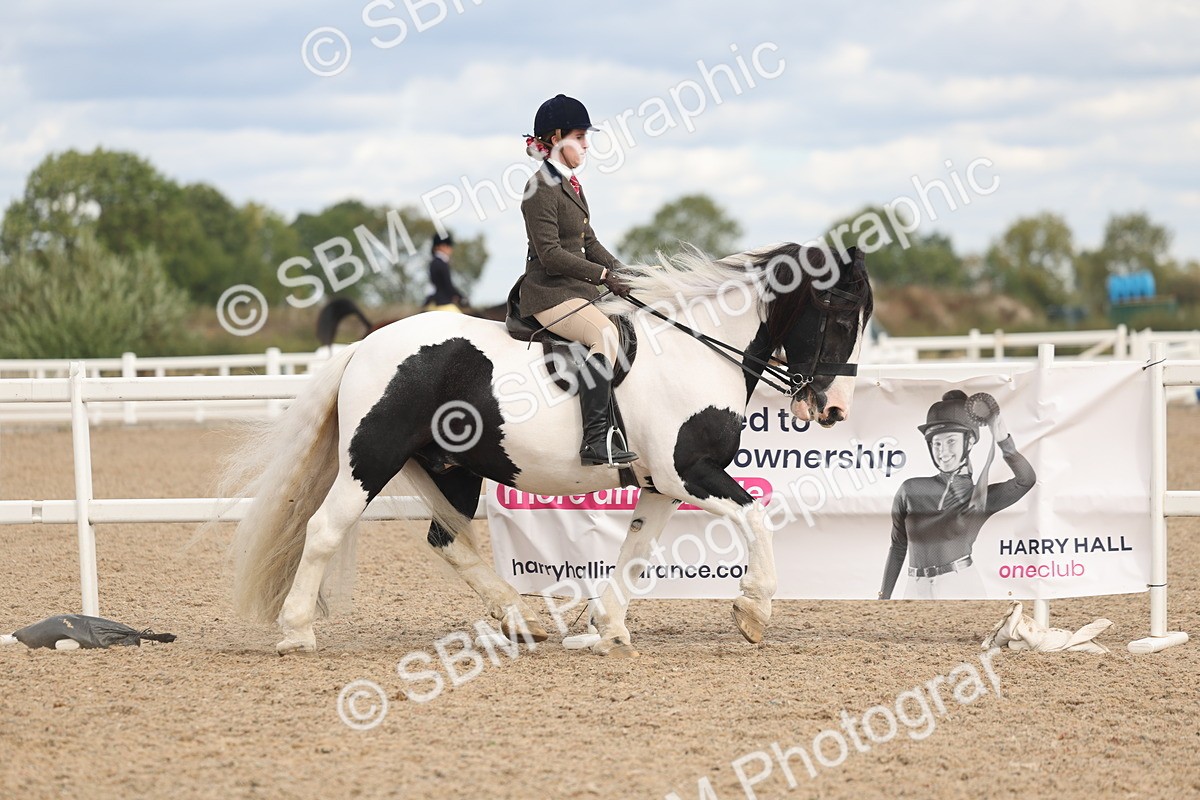 SBM_14739 - Class 308 - Ridden Coloured Horse